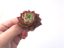 Echeveria Agavoides 'Jelly Peach' 2" Succulent Plant