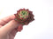 Echeveria Agavoides 'Jelly Peach' 2" Succulent Plant