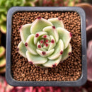 Echeveria Agavoides 'Blue Dragon' 1" Seedling Succulent Plant