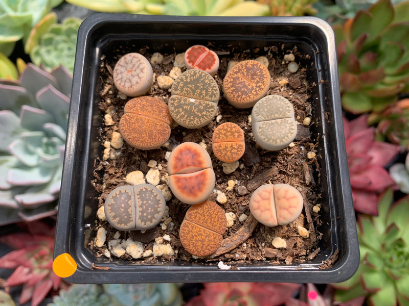 Collection of Lithops 2" (x11 Lithops) Succulent Plant