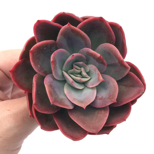 Echeveria 'Luella' 3” Rare Succulent Plant