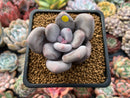 Pachyveria 'Beauty' 2" Powdery Succulent Plant