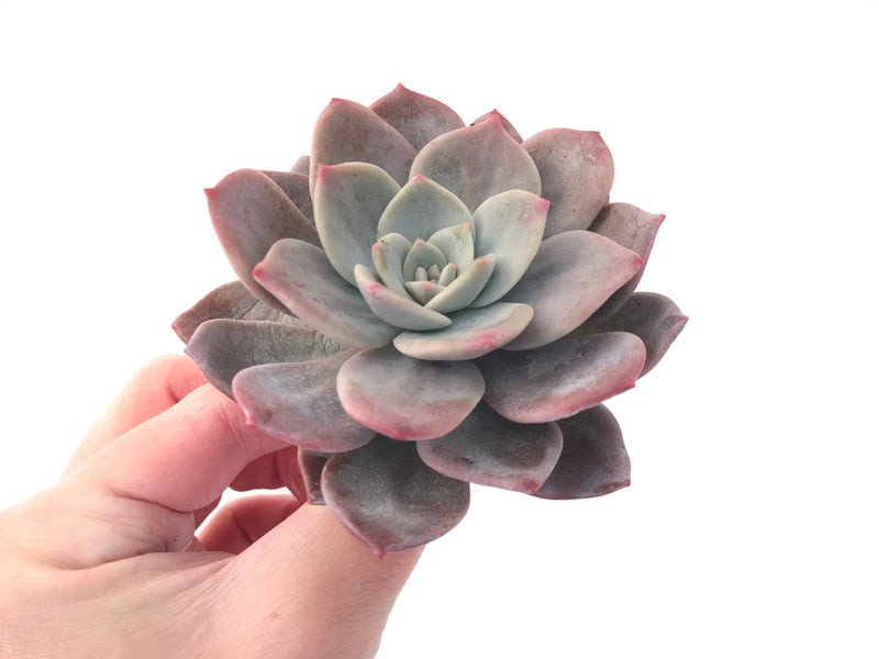 Echeveria 'Bianca' 4" Large Powdery Succulent Plant