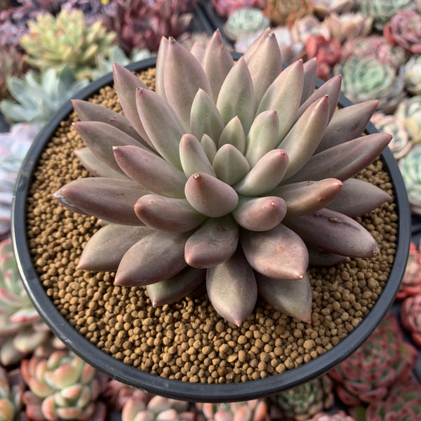 Pachyphytum 'Angels Finger' 4" Powdery Succulent Plant