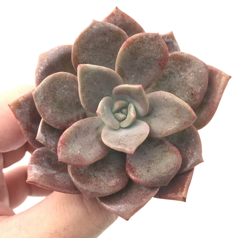 Echeveria 'Missing You' 3" Succulent Plant