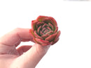 Echeveria Agavoides 'Raja' 3" Succulent Plant