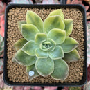 Graptoveria 'Harry Watson' Variegated 3" Succulent Plant