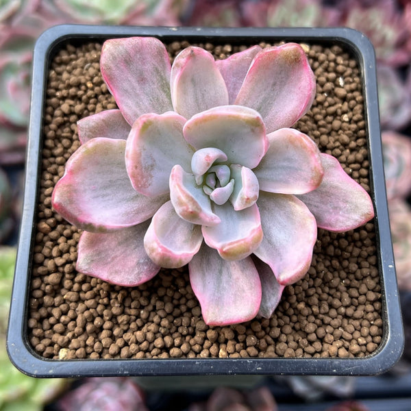 Graptoveria 'Mrs. Richards' Variegated 2" Succulent Plant