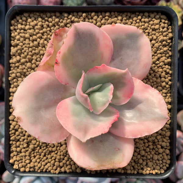 Echeveria 'Suyeon Frill' Variegated 3"-4" Succulent Plant