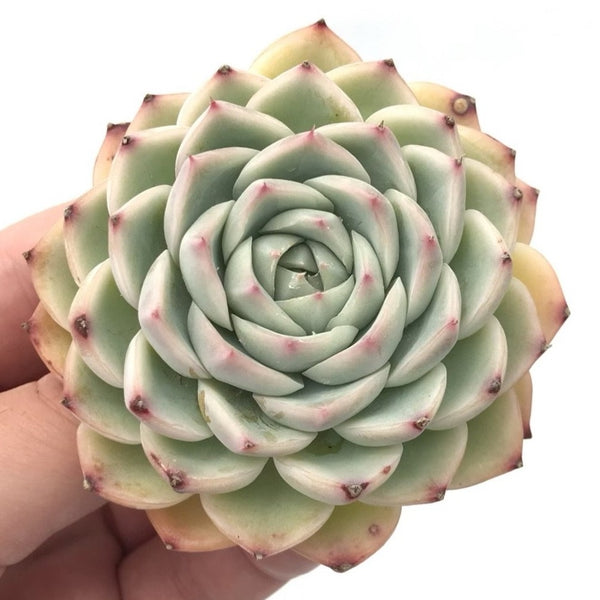 Echeveria sp. 3” Succulent Plant