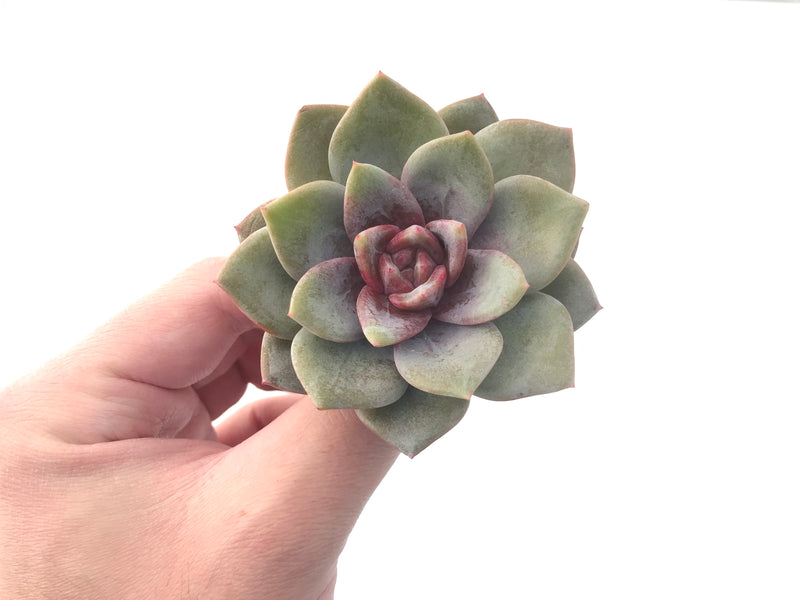 Echeveria 'German Champaign' 3" Succulent Plant