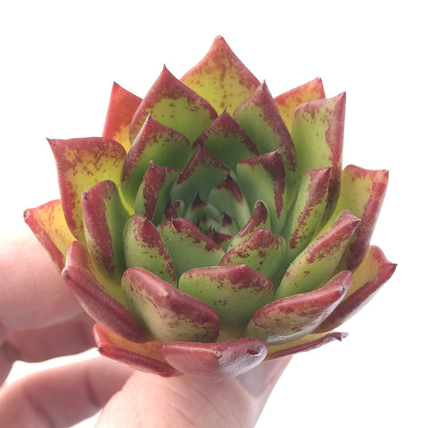 Echeveria Agavoides sp. 2"-3" Succulent Plant