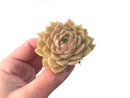 Echeveria 'Onslow' 2" Succulent Plant