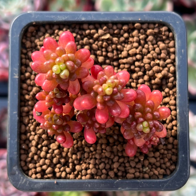 Sedum Rubrotinctum 'Redberry' 1" Succulent Plant