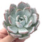 Echeveria 'Ivory' 4" Powdery Succulent Plant