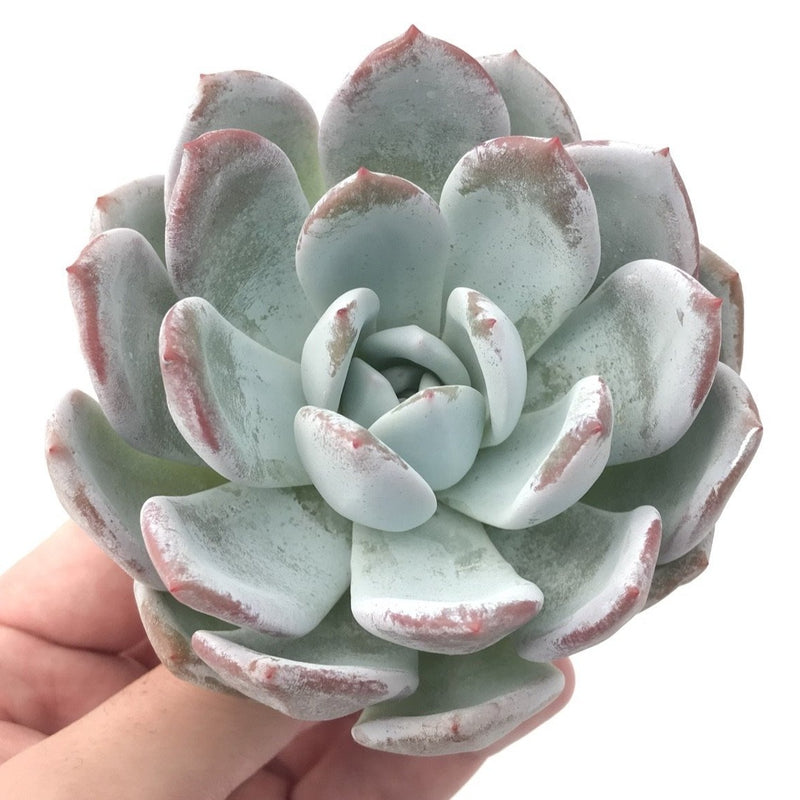 Echeveria 'Ivory' 4" Powdery Succulent Plant