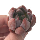 Echeveria 'Pena' New Hybrid 1" Succulent Plant