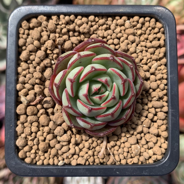 Echeveria 'AIlIna' 1" Succulent Plant