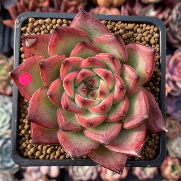 Echeveria Agavoides 'Fire Pillar' 2"-3" Succulent Plant