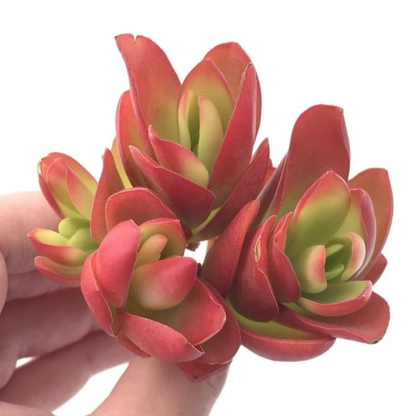 Crassula cv 'Campfire' Cluster 2"-3” Rare Succulent Plant