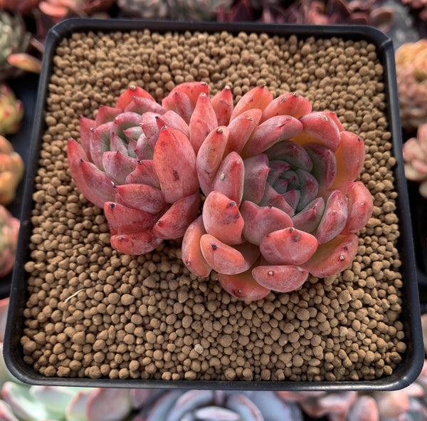 Echeveria 'Cortes' 3" Cluster Succulent Plant