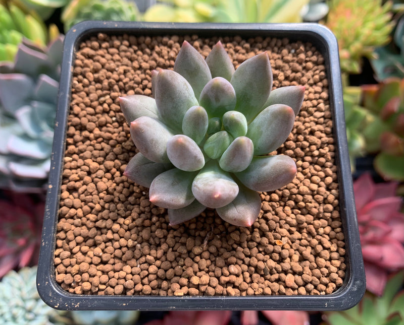 Pachyphytum 'Angel Finger' 1" Succulent Plant