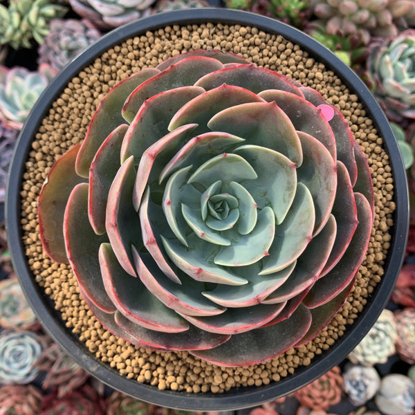 Echeveria 'Muesli' 4"-5" Large Succulent Plant