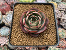 Echeveria Agavoides 'Pink Flora' 2"-3" Succulent Plant