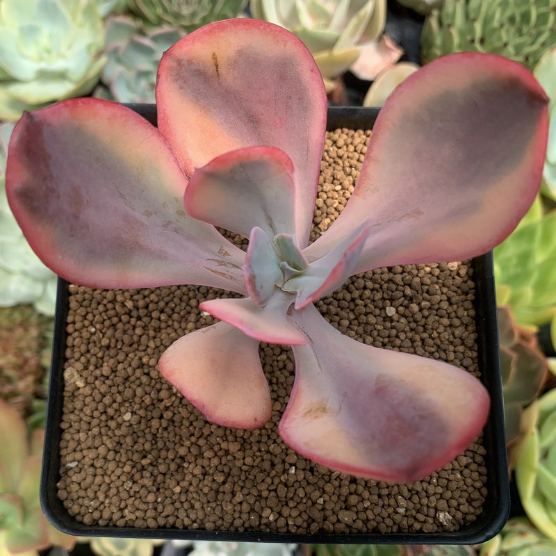 Echeveria 'Angel Wings' Variegated 2" Succulent Plant