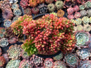 Cremneria 'Chubbs' Crested (Cremnophila linguifolia x Echeveria setosa var. ciliata) 5" Succulent Plant