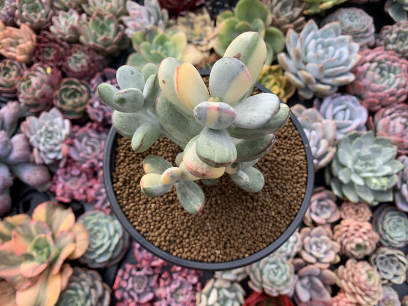 Cotyledon 'Orbiculata' Variegated 5" Large Very Rare Succulent Plant