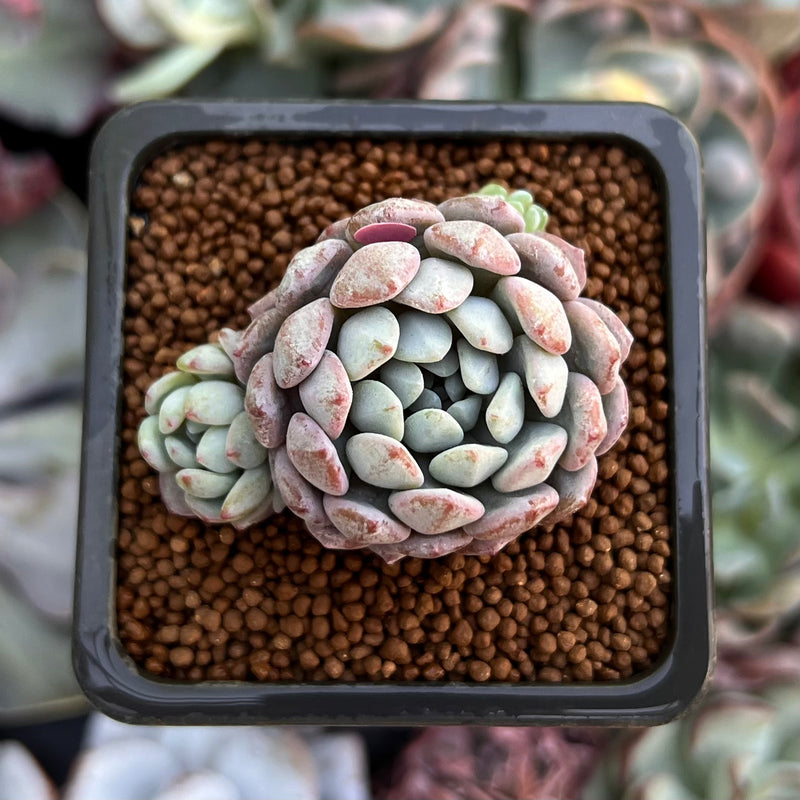 Echeveria 'Amoena' 1" Cluster Succulent Plant