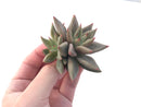 Echeveria Agavoides 'Planetary Stars' 3" Succulent Plant