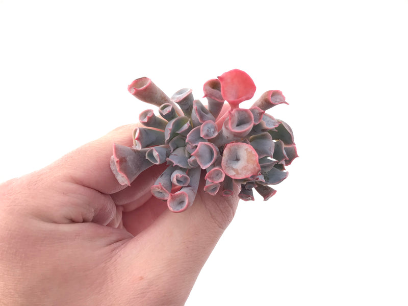 Echeveria 'Trumpet Pinky' 2" Succulent Plant