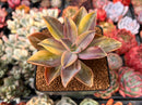 Graptoveria 'Fred Ives' Variegated 3" Succulent Plant