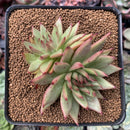 Echeveria Agavoides 'Challenger' Crested 3" Succulent Plant