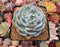 Echeveria 'White One' 3" Powdery Succulent Plant