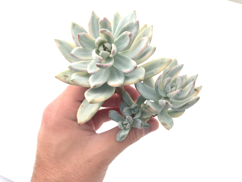 Echeveria 'Simonasa' Variegated Cluster 5" Large Powdery Succulent Plant