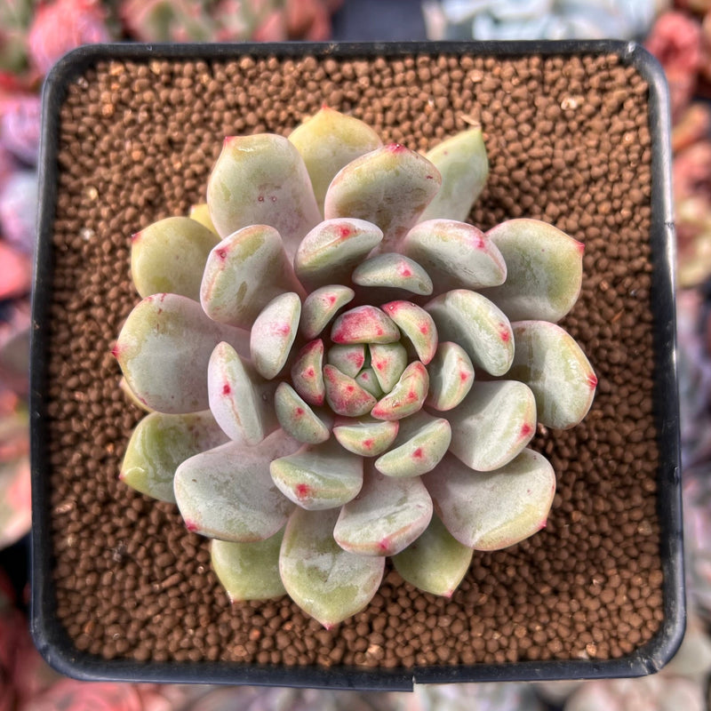 Echeveria sp. 2" Succulent Plant