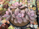 Graptopetalum 'Amethystinum' 5"-6" Cluster Succulent Plant