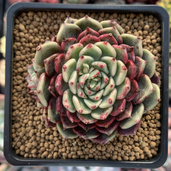 Echeveria 'Sarahime' 3" Succulent Plant