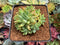 Pachyveria 'Bellgrave' Cluster 2"-3" Succulent Plant