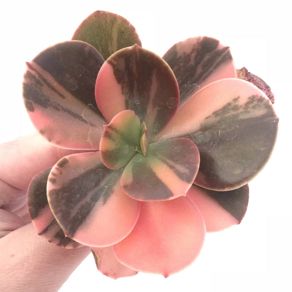 Echeveria Premaddona Variegated 4” Specimen Rare Succulent Plant