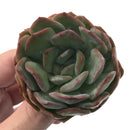 Echeveria 'Paul Shay' 3"-4" Rare Succulent Plant