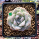 Echeveria 'Icy Green' 1" Succulent Plant