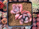 Echeveria 'Cinderella' 3" Succulent Plant