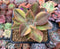 Graptoveria 'Fred Ives' Variegated 3" Succulent Plant