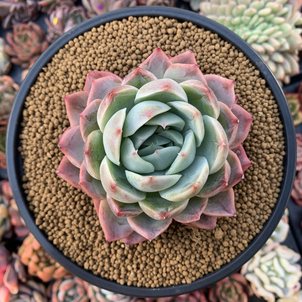 Echeveria sp. 4" Powdery Succulent Plant