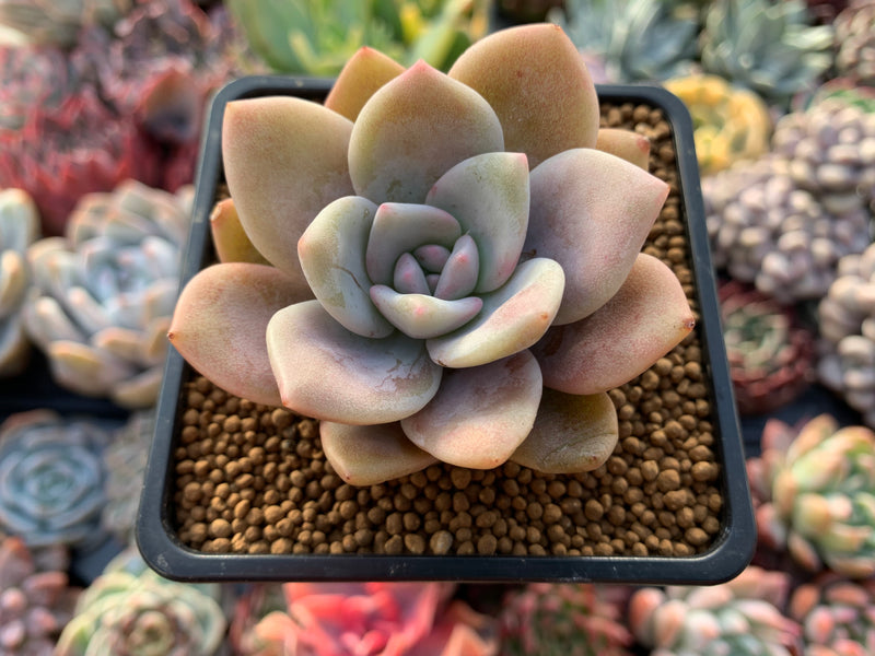 Echeveria 'La Bamba' 2"-3" Succulent Plant