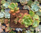Echeveria 'Peridot' 3"-4" Cluster Succulent Plant